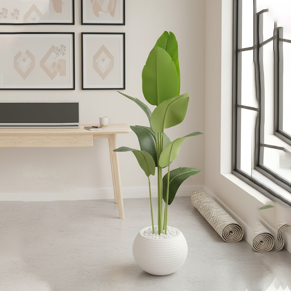 Banana Plant-NT02