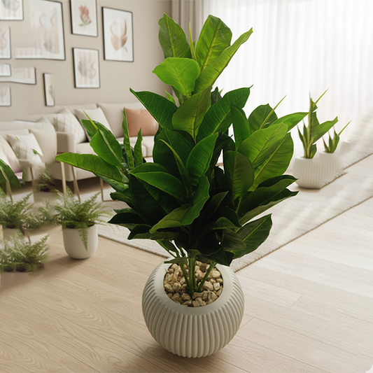 Mango Plant-NT03