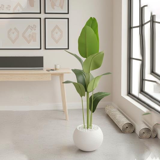 Banana Plant-NT02