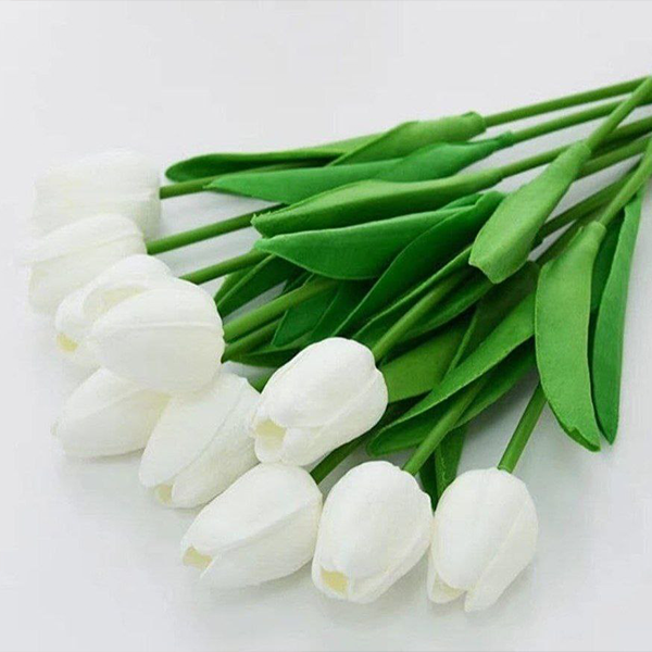 Tulip flowers