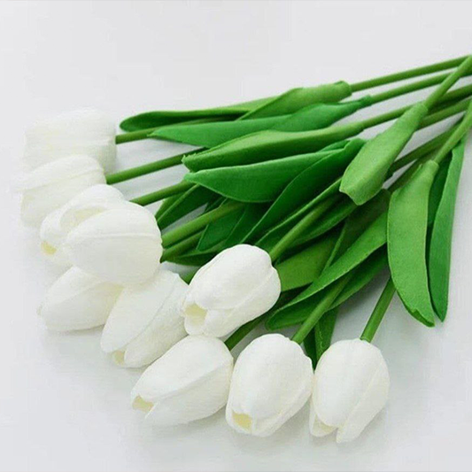 Tulip flowers